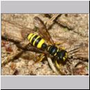 Cerceris quadricincta - Knotenwespe w002i 10mm - OS-Wallenhorst-Sandgrube-det.jpg